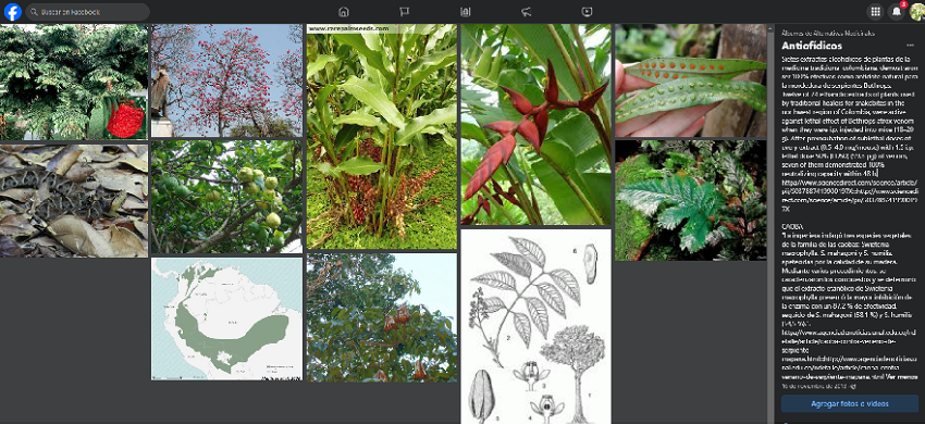 Antiofidicos Botanicos