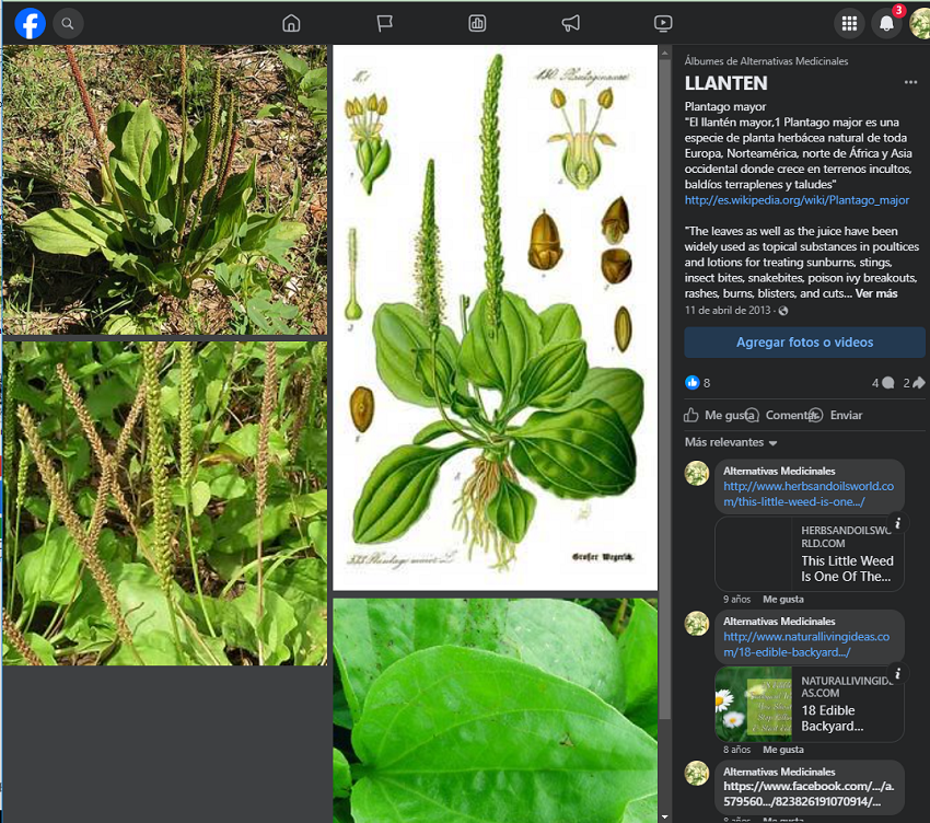 Llantén Plantago mayor