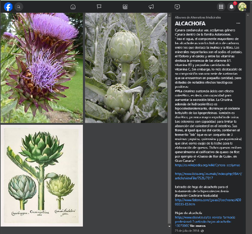 Alcachofa